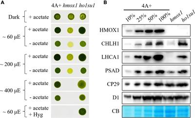 Heme oxygenase-independent bilin biosynthesis revealed by a hmox1 suppressor screening in Chlamydomonas reinhardtii